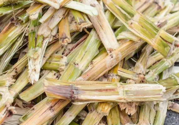 10 công dụng của bã mía có thể sẽ khiến bạn bất ngờ