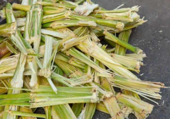 Bã mía trồng cây: Bí quyết cho khu vườn xanh tươi